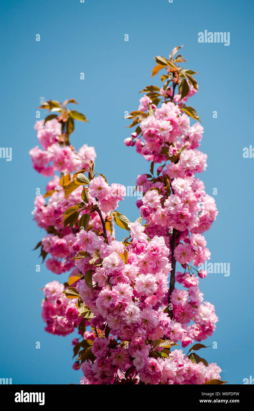 Sakura flower on blue sky background Stock Photo - Alamy