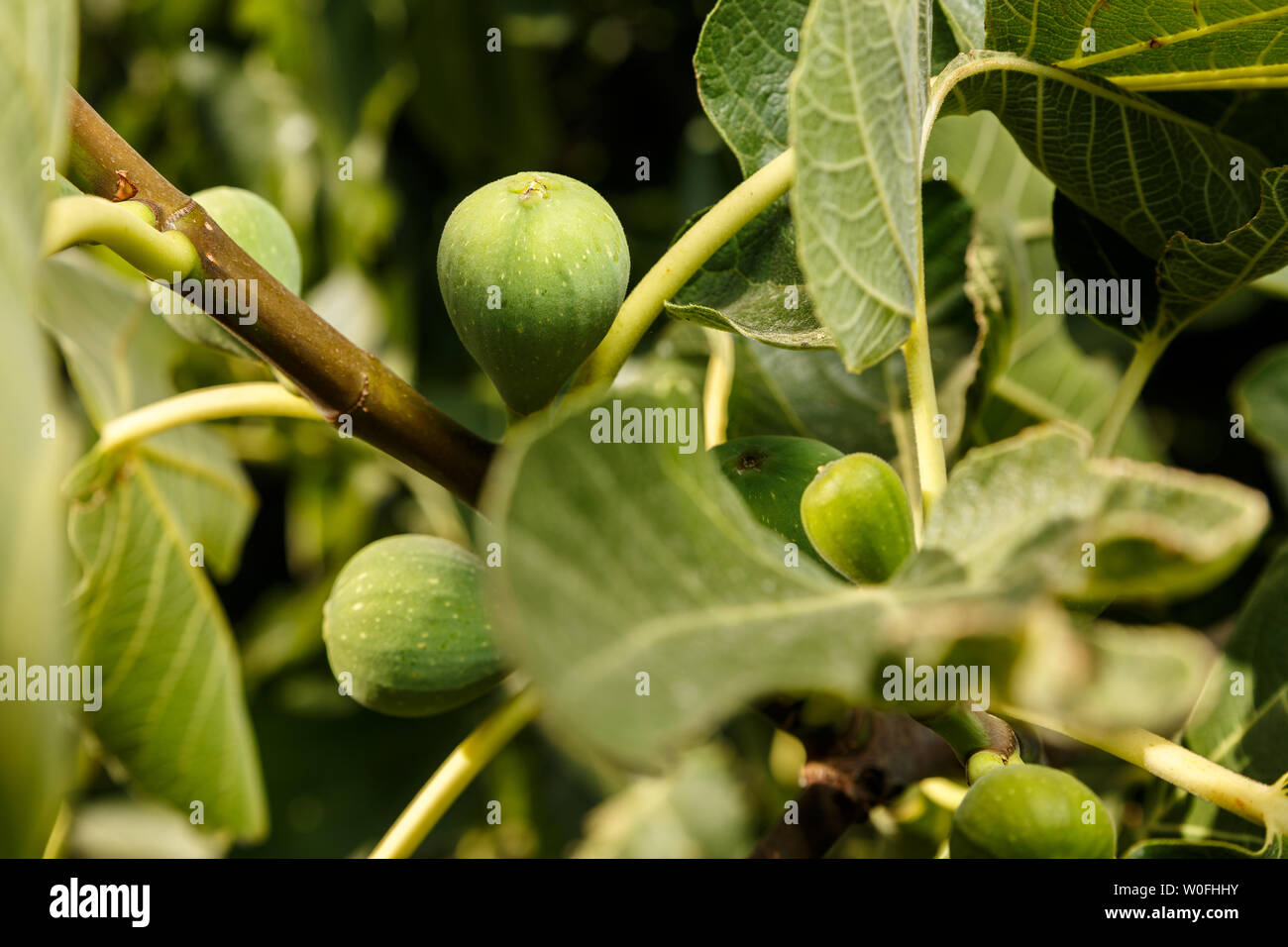 Fig fruits growing in the tree. Detail of green and unripe figs at a common fig tree branch. Summer fruits background Stock Photo