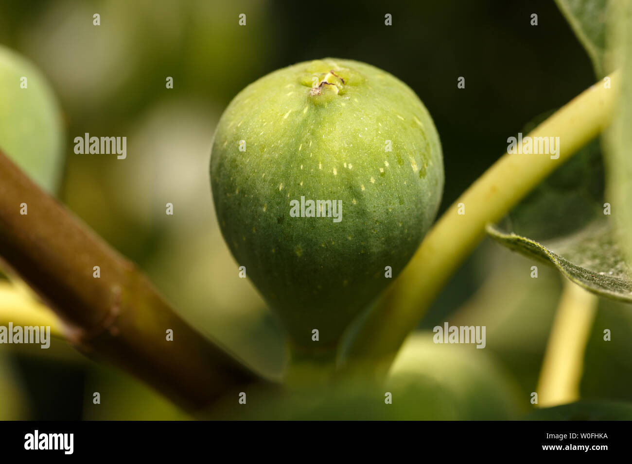 Close-up of green fig at tree. Detail of an unripe fig at a common fig tree branch. Summer fruits background Stock Photo