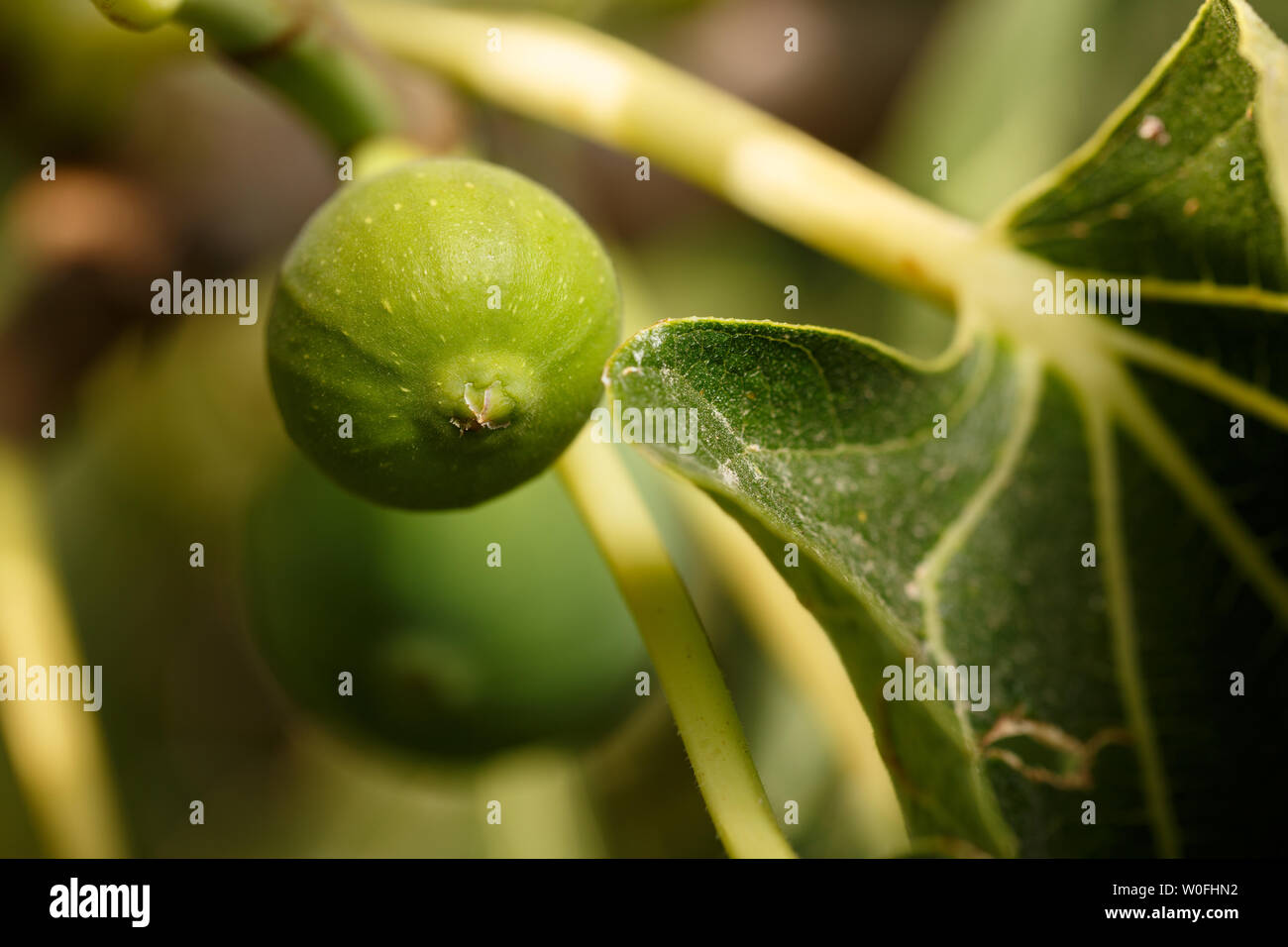 Detail of fruits and leaves of a common fig tree. Fig fruits growing at orchard. Nature background Stock Photo