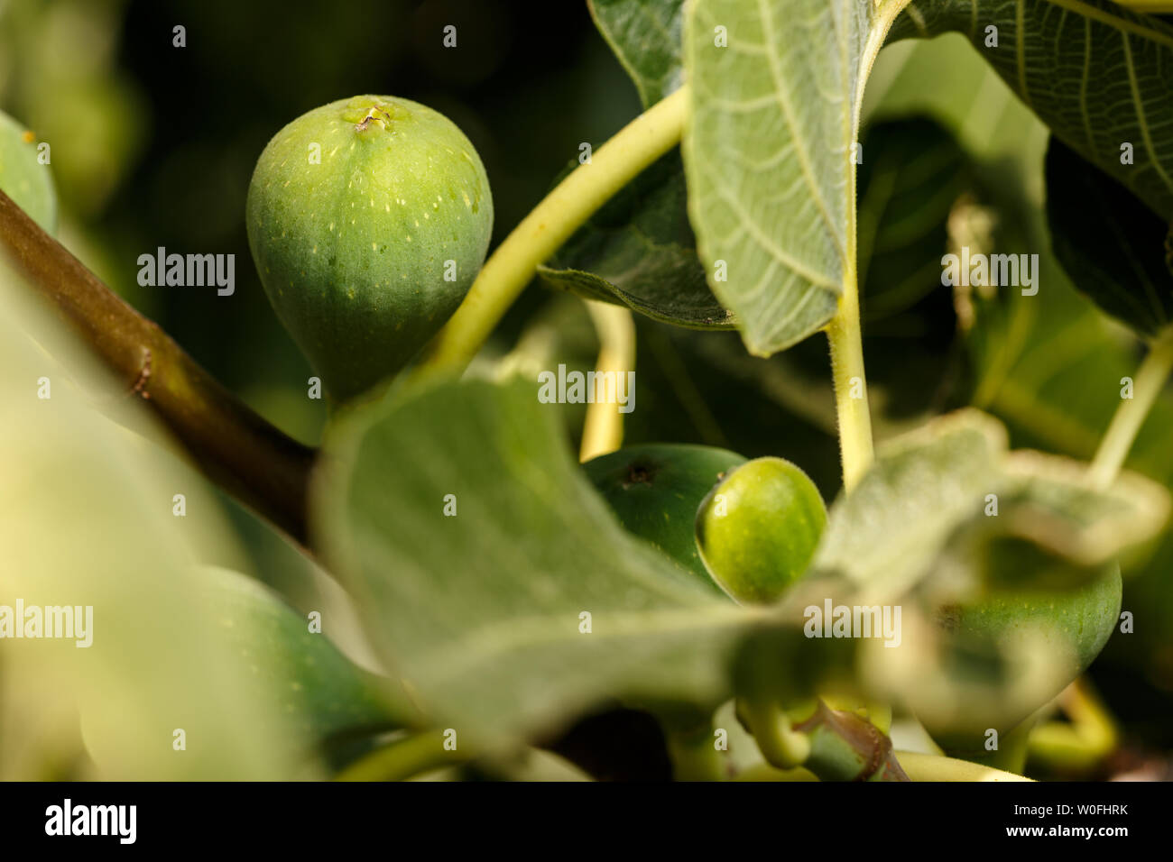 Fig tree fruits ripening at orchard. Close-up of Ficus carica branch with green figs. Summer fruits background Stock Photo