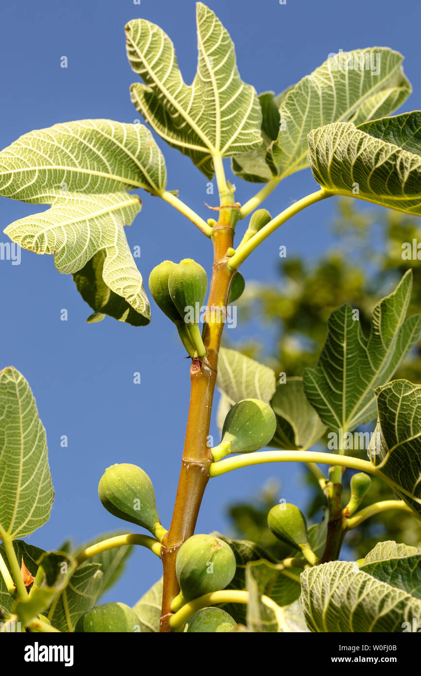 Tip of branch of a common fig tree, with its so characteristic leaves and  several green unripe fruits. Blue sky at background. Summer fruits. Stock Photo