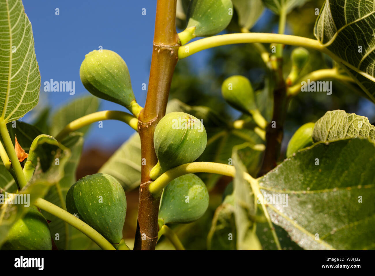 Close-up of branch of a common fig tree full of green unripe figs. Blue sky at background. Summer fruits. Stock Photo