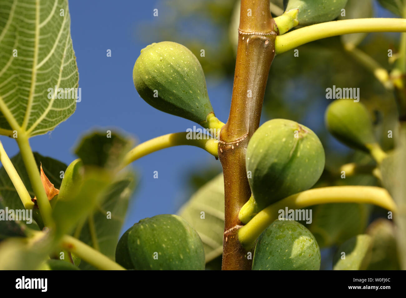 Fig fruits growing at branch of common fig tree. Close-up of unripe green figs at orchard, with blue sky at background.Summer fruits. Stock Photo