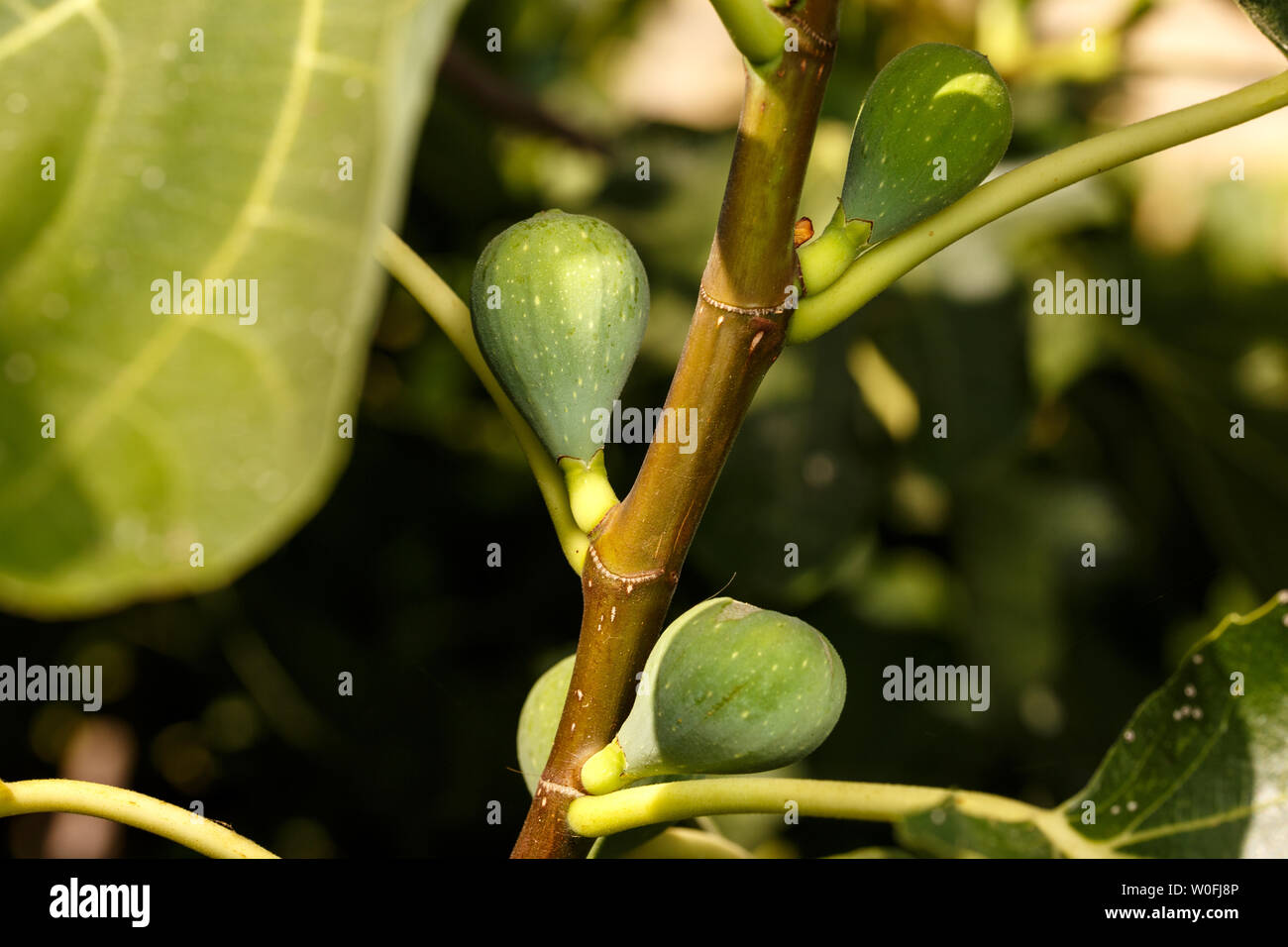 Fig fruits growing at branch of common fig tree. Close-up of unripe green figs at orchard. Summer fruits. Stock Photo