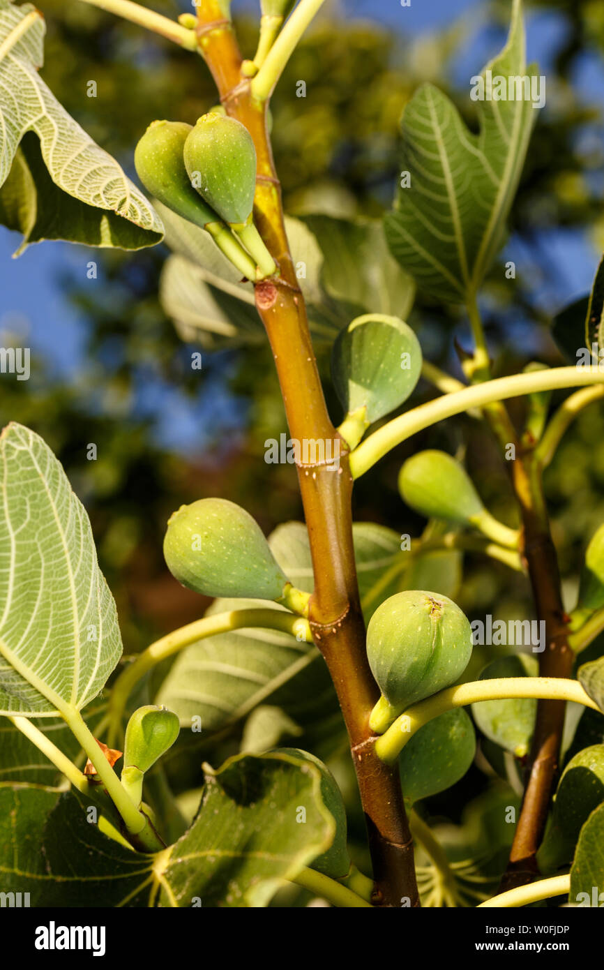 Branch of a common fig tree full of green unripe figs. Summer fruits. Stock Photo
