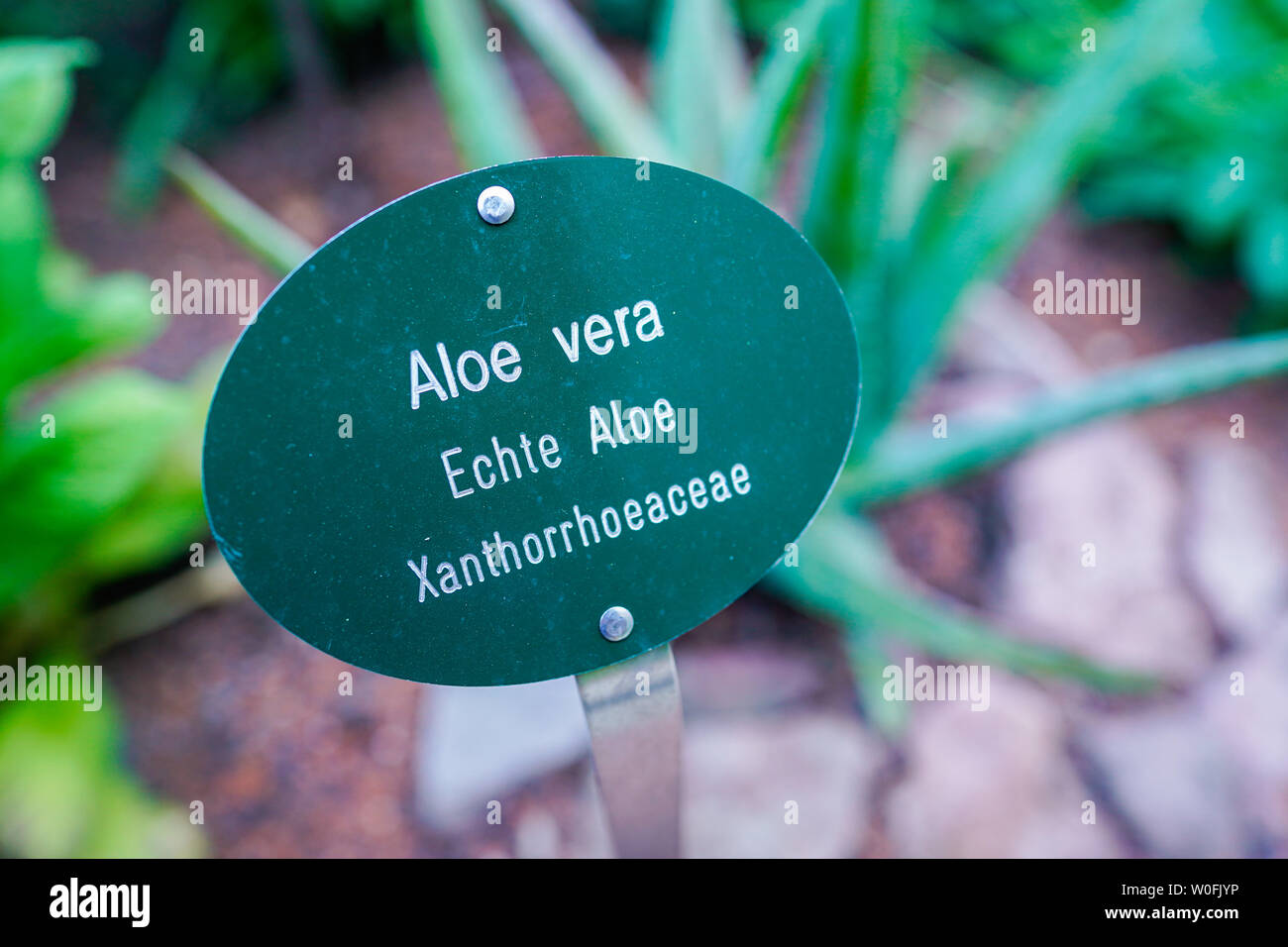 Aloe garden bed hires stock photography and images Alamy