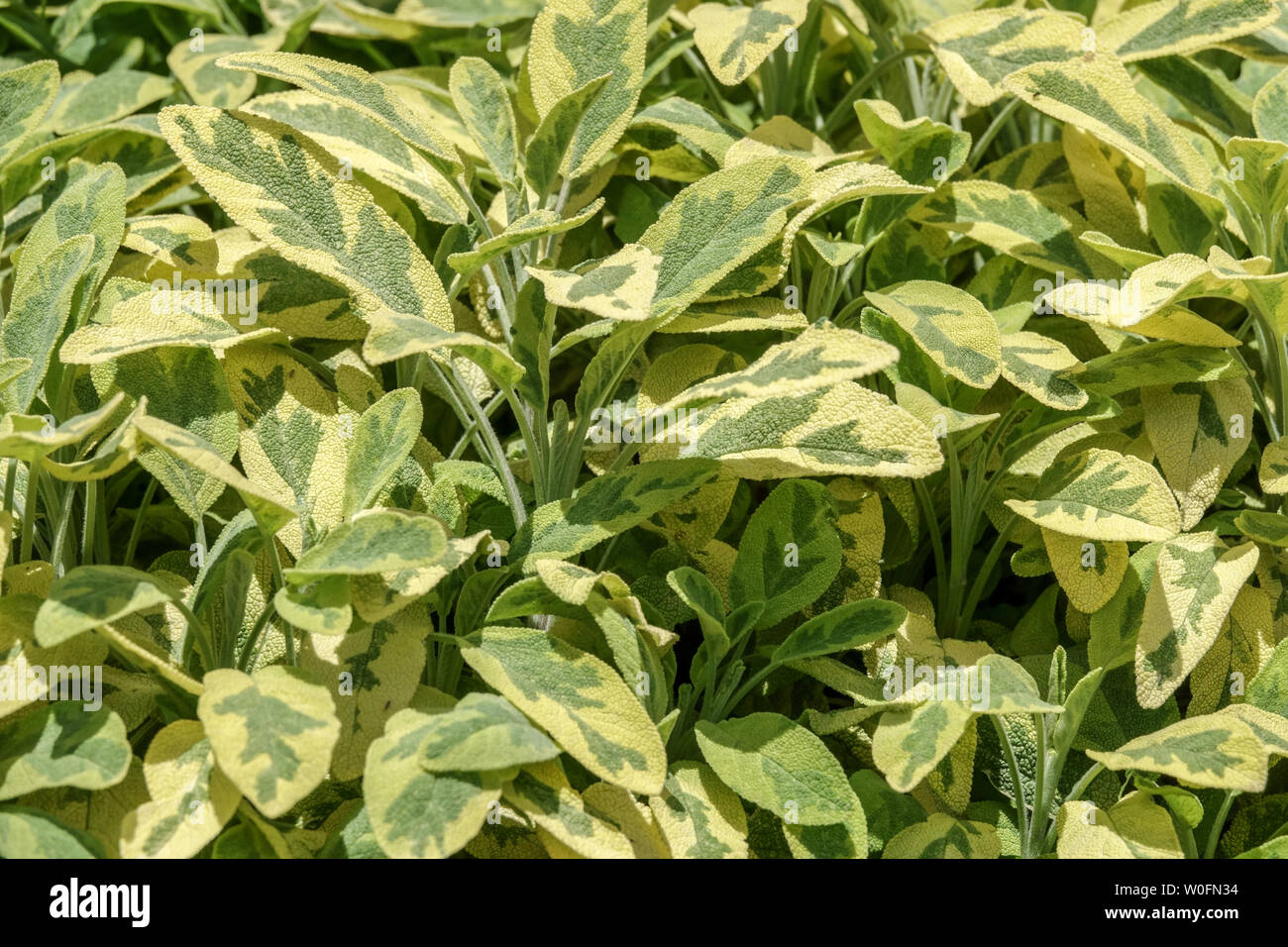 Golden sage, Salvia leaves, culinary herbs Stock Photo