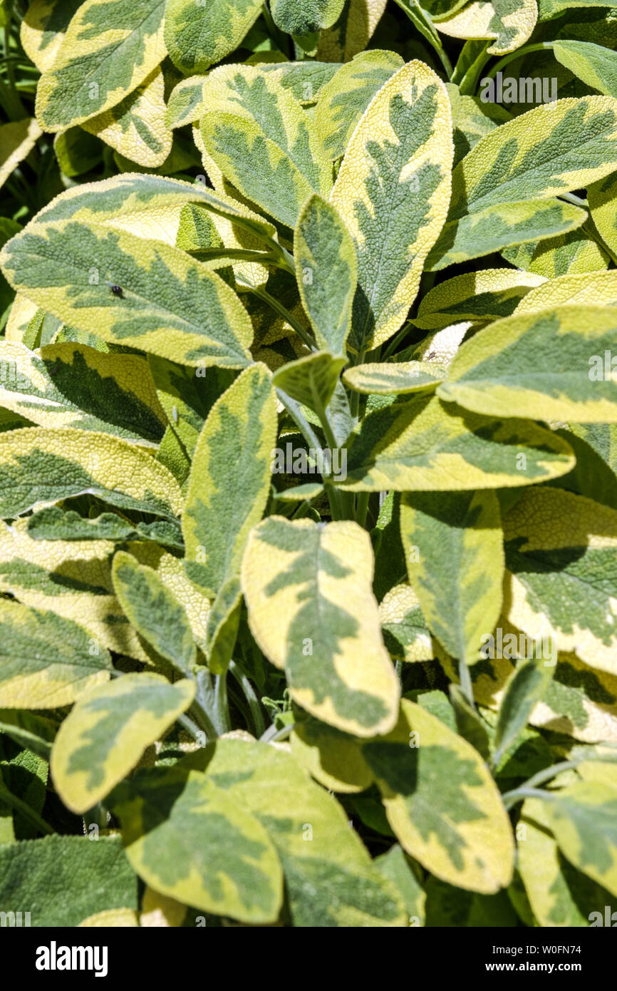 Golden sage, Salvia leaves, culinary herbs Stock Photo