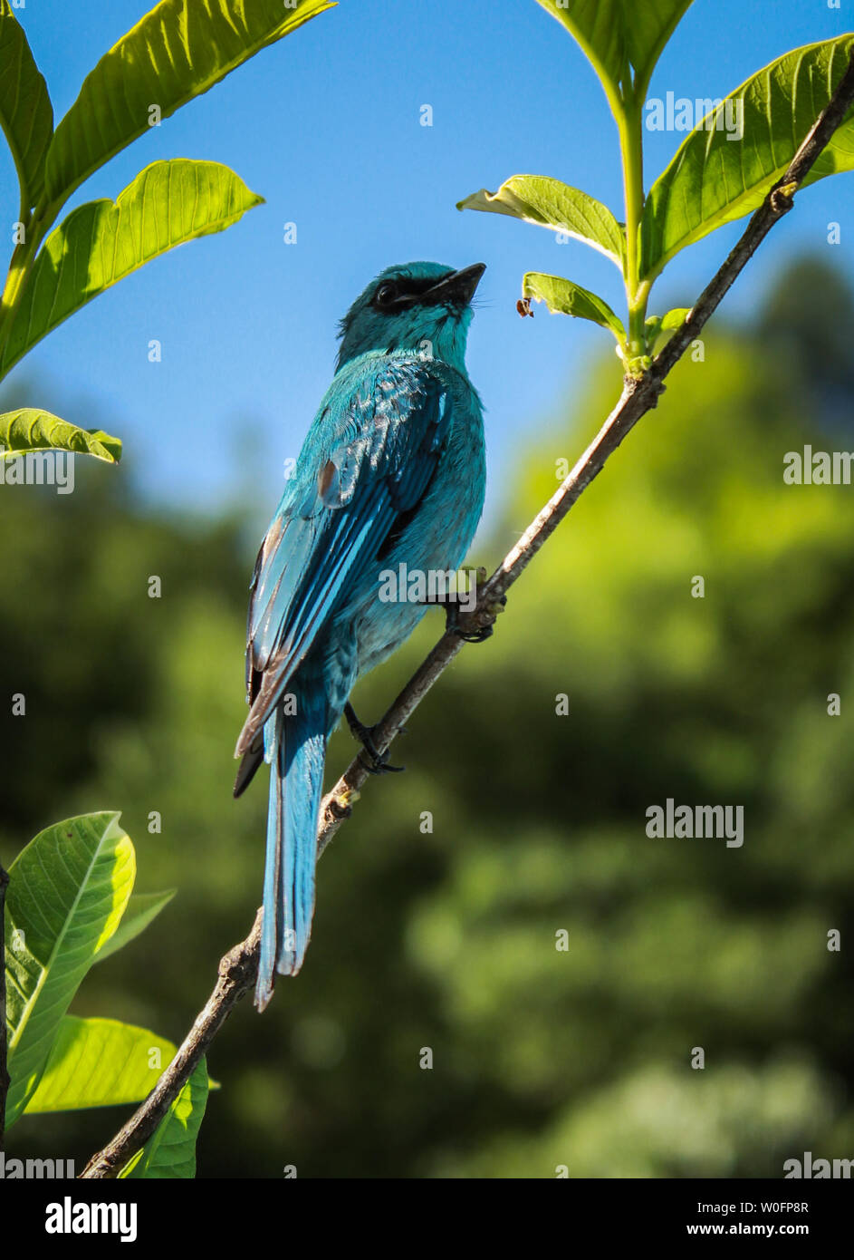 A Verditer flycatcher perched on a guava tree. they are found in Himalayas, as well as south east Asia. Stock Photo