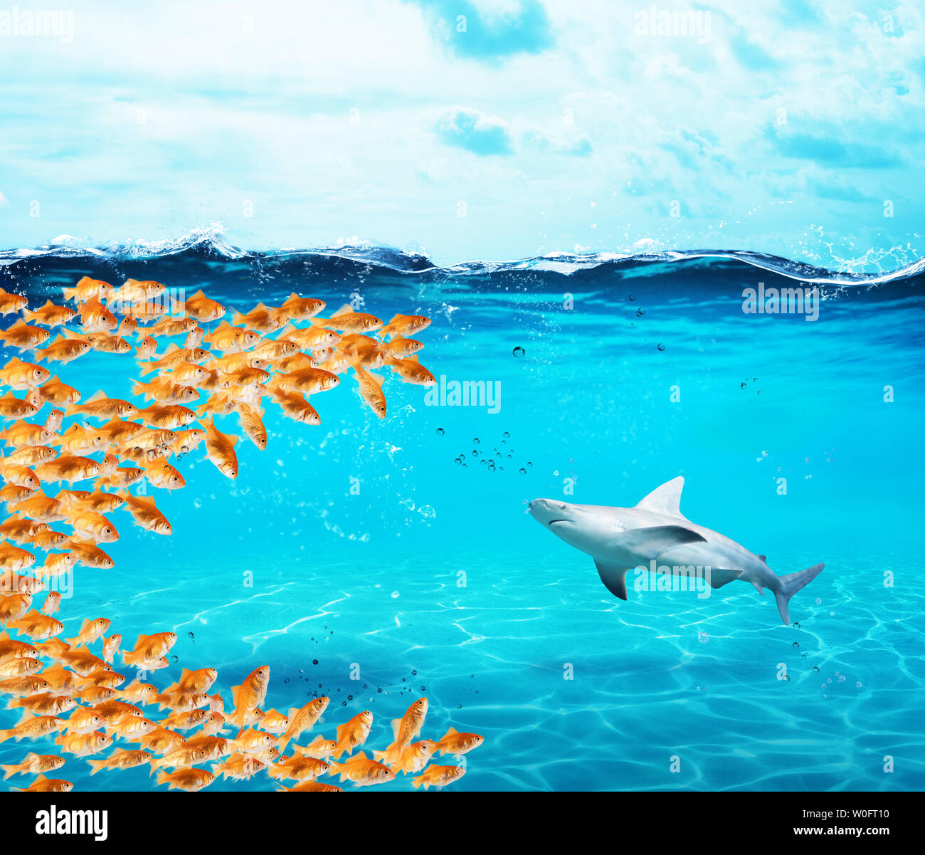 Goldfishes group make a big mouth to eat the shark. Concept of unity is strenght,teamwork and partnership Stock Photo