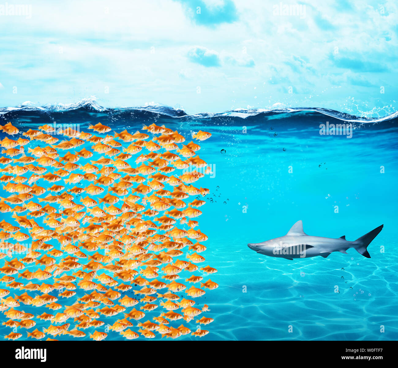 Goldfishes group make a wall against the shark. Concept of unity is strenght, teamwork and partnership Stock Photo