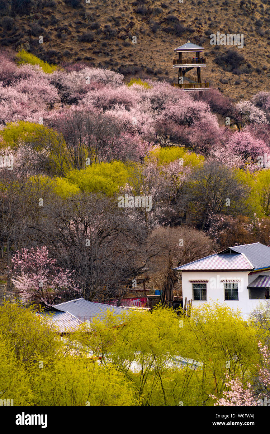 Kala peach blossom village hires stock photography and images Alamy