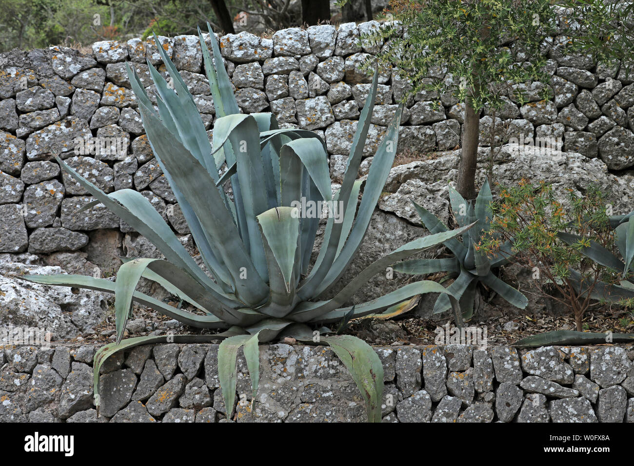 Agave plant Spain Mallorca Stock Photo - Alamy