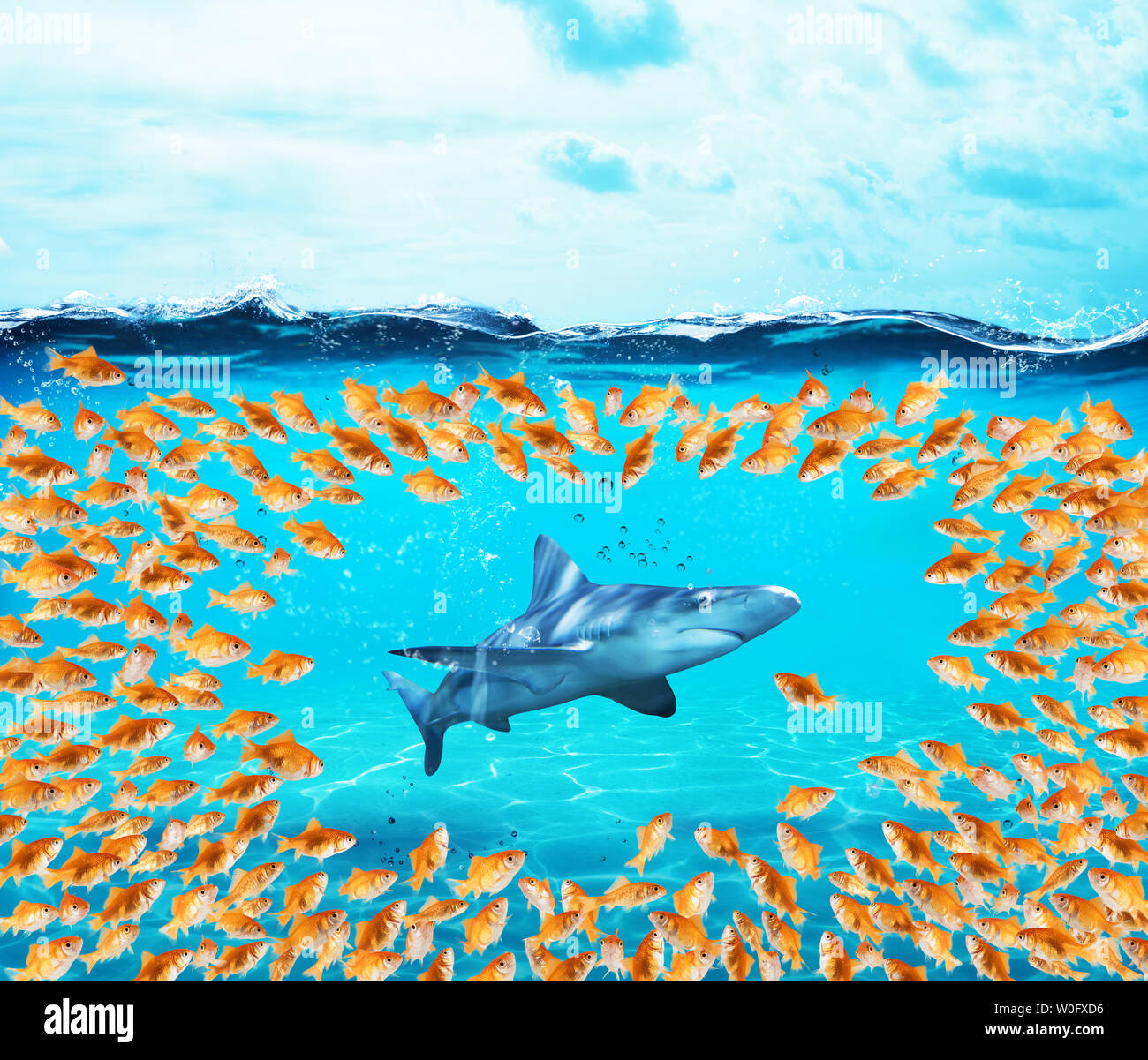 Goldfishes group surround the shark. Concept of unity is strenght,teamwork and partnership Stock Photo