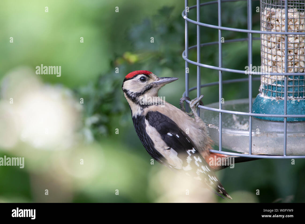 Juvenile Great Spotted woodpecker Dendrocopos Major with tell-tale red crown clinging to a cage protecting a bird feeder Stock Photo