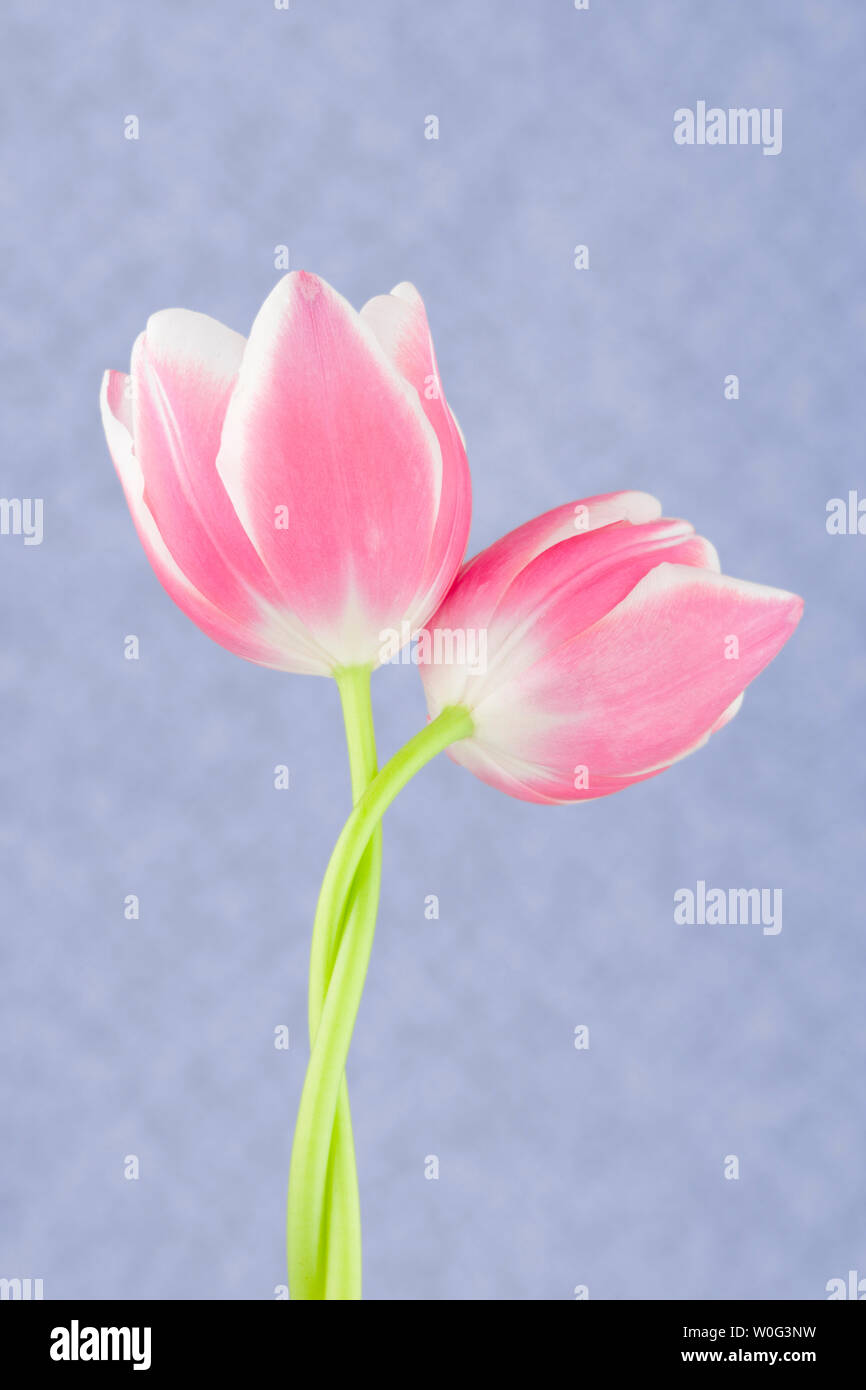 Red striped tulip flowers on a coloured background Stock Photo