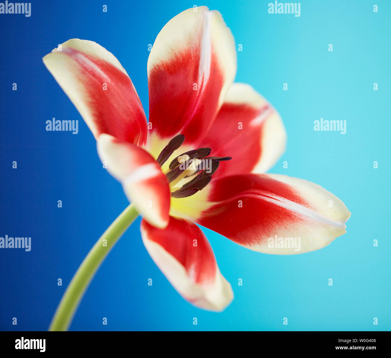 Red striped tulip flowers on a coloured background Stock Photo