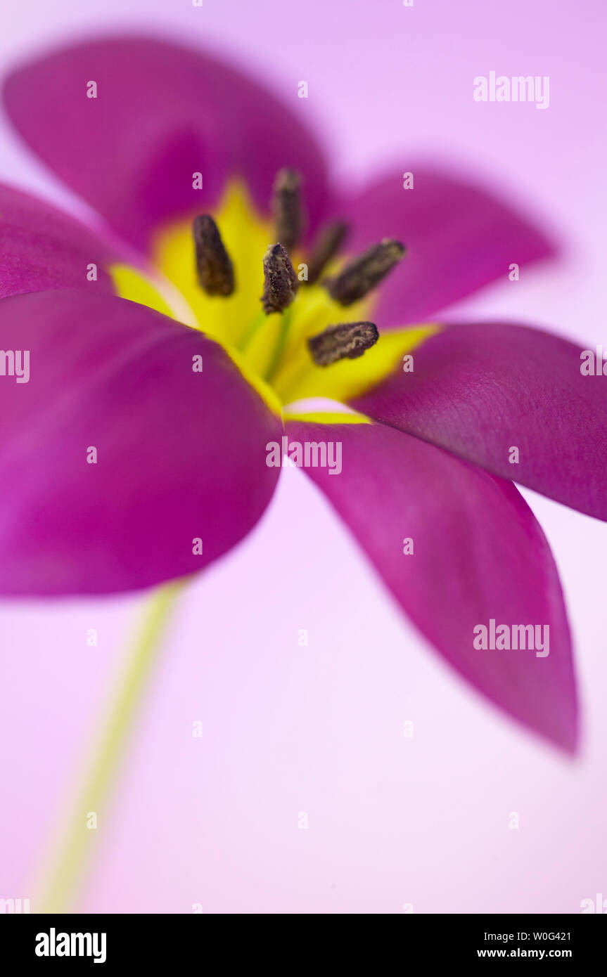 Purple Species Tulip on a coloured background. Stock Photo