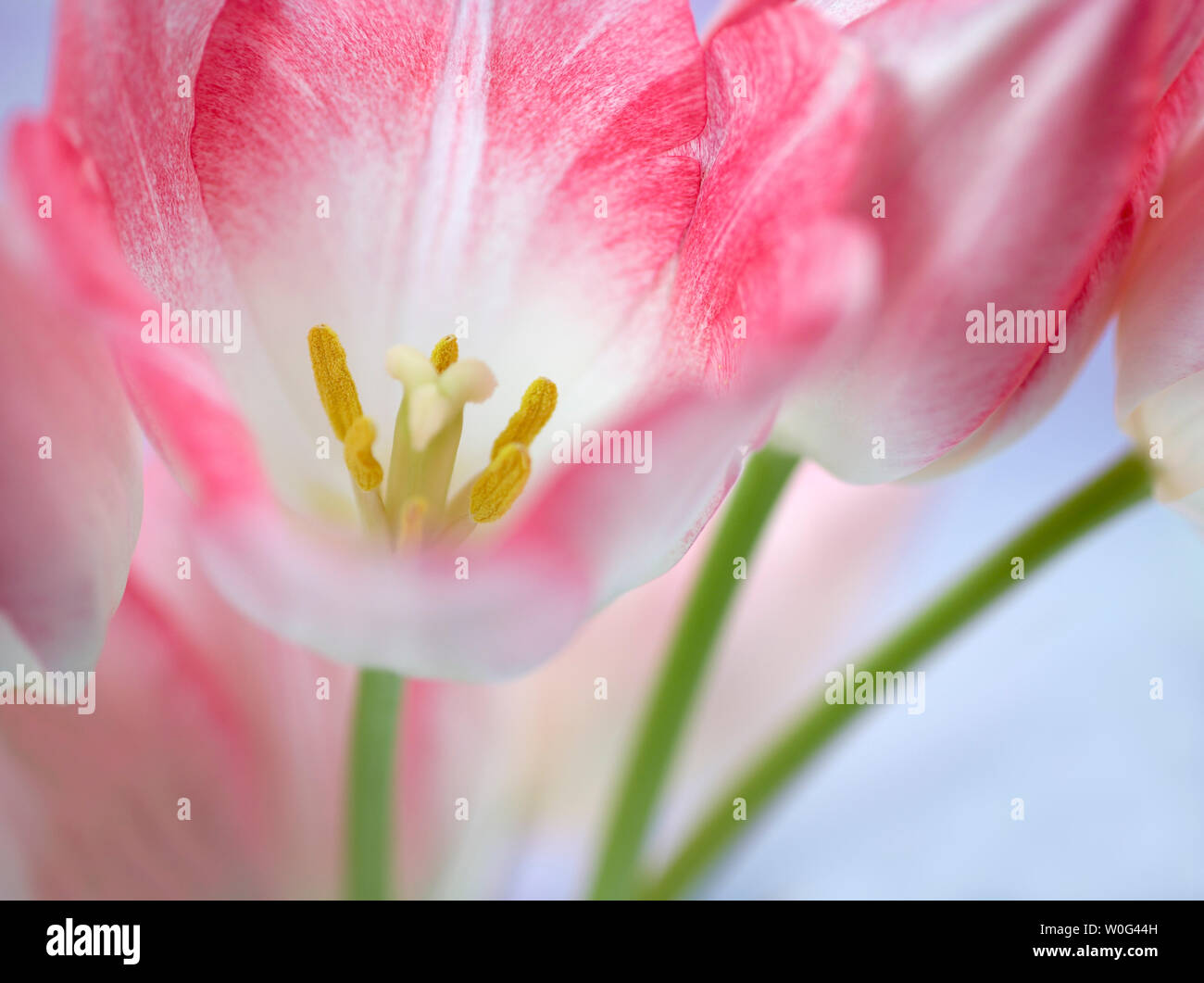 Bunch of pink tulip flowers. Stock Photo