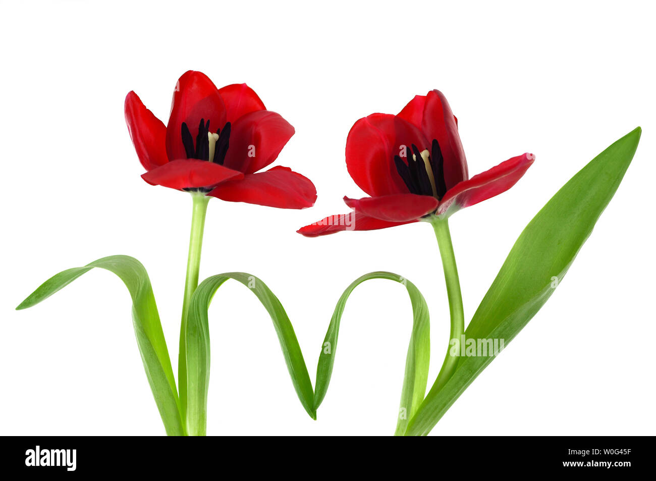 Two red tulip flowers holding hands isolated on white background Stock Photo