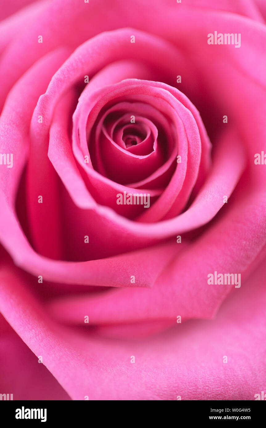 Full frame image of pink rose flower Stock Photo