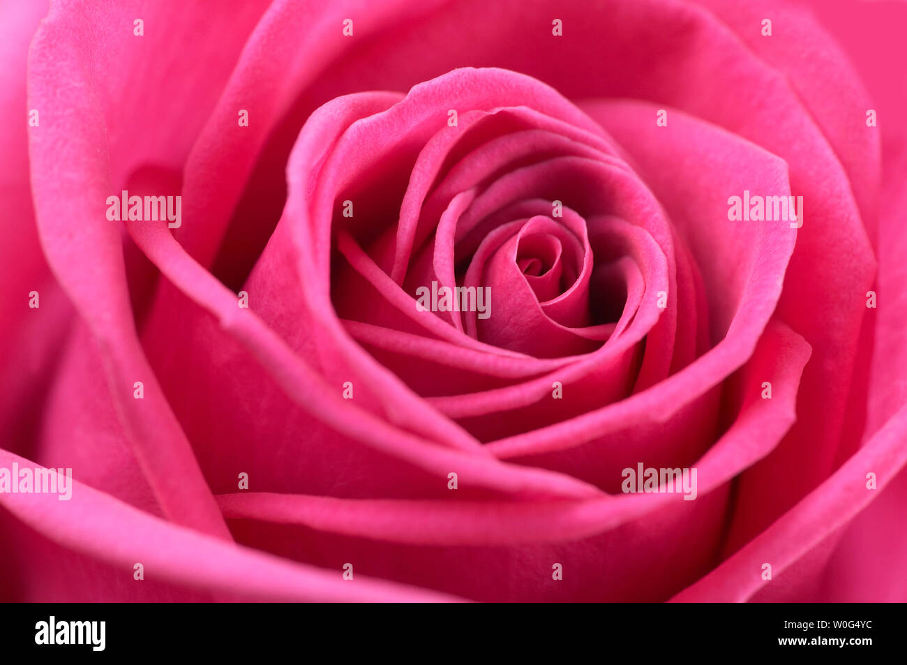 Full frame image of pink rose flower Stock Photo