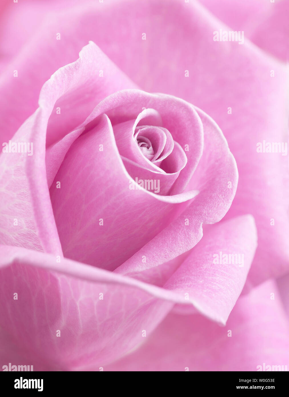 Full frame image of pink rose flower Stock Photo - Alamy