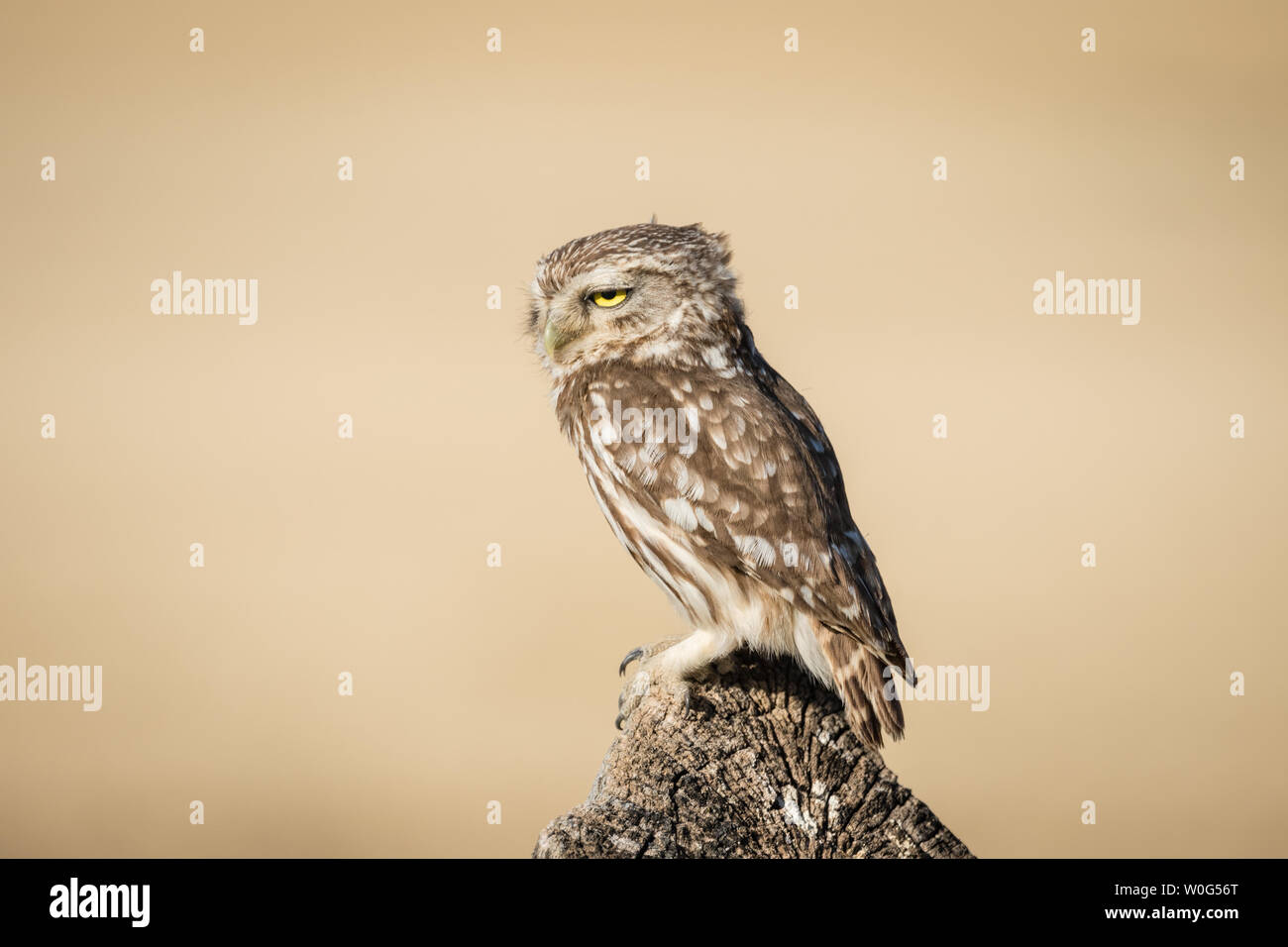 Adult Little Owl (Athene noctua), perched on a trunk, Lleida, Catalonia, Spain Stock Photo