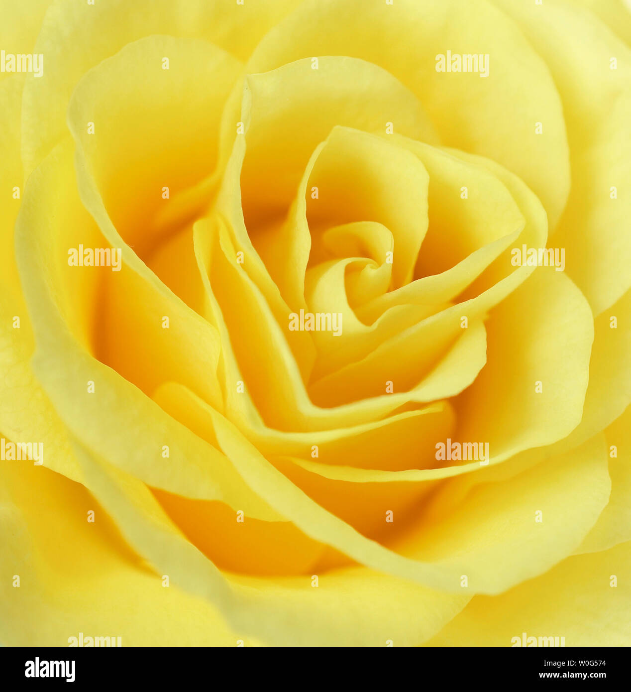Close up of yellow rose flower Stock Photo
