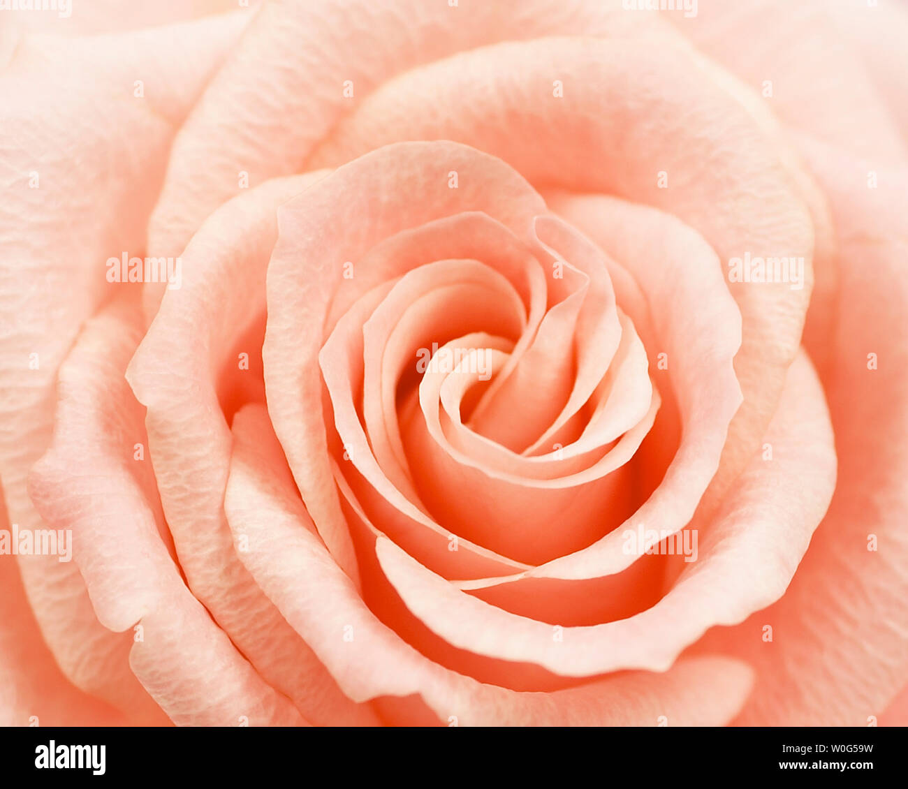 Close up of peach rose flower Stock Photo