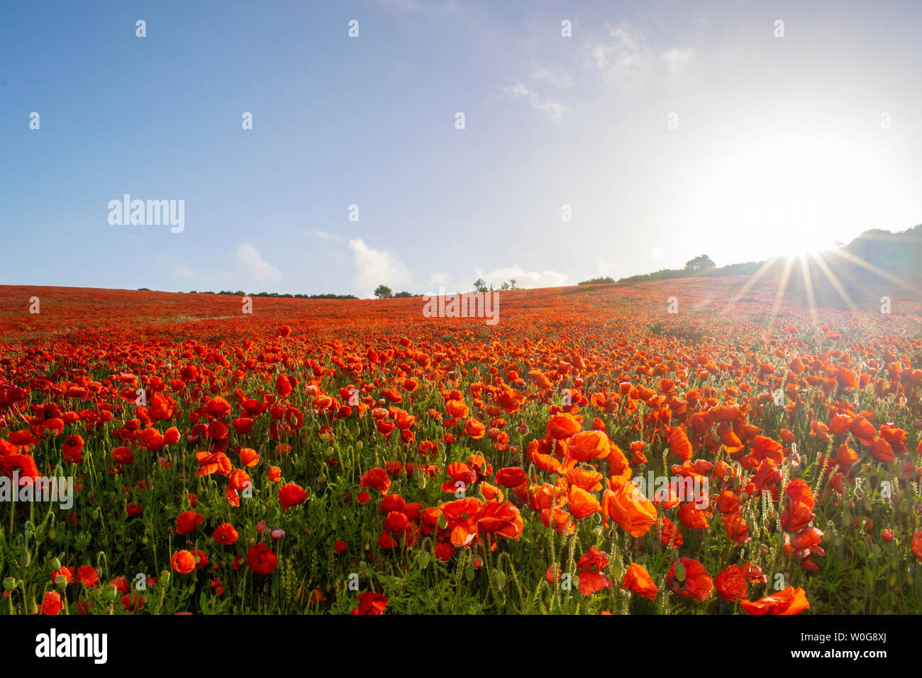 Halewick lane hires stock photography and images Alamy