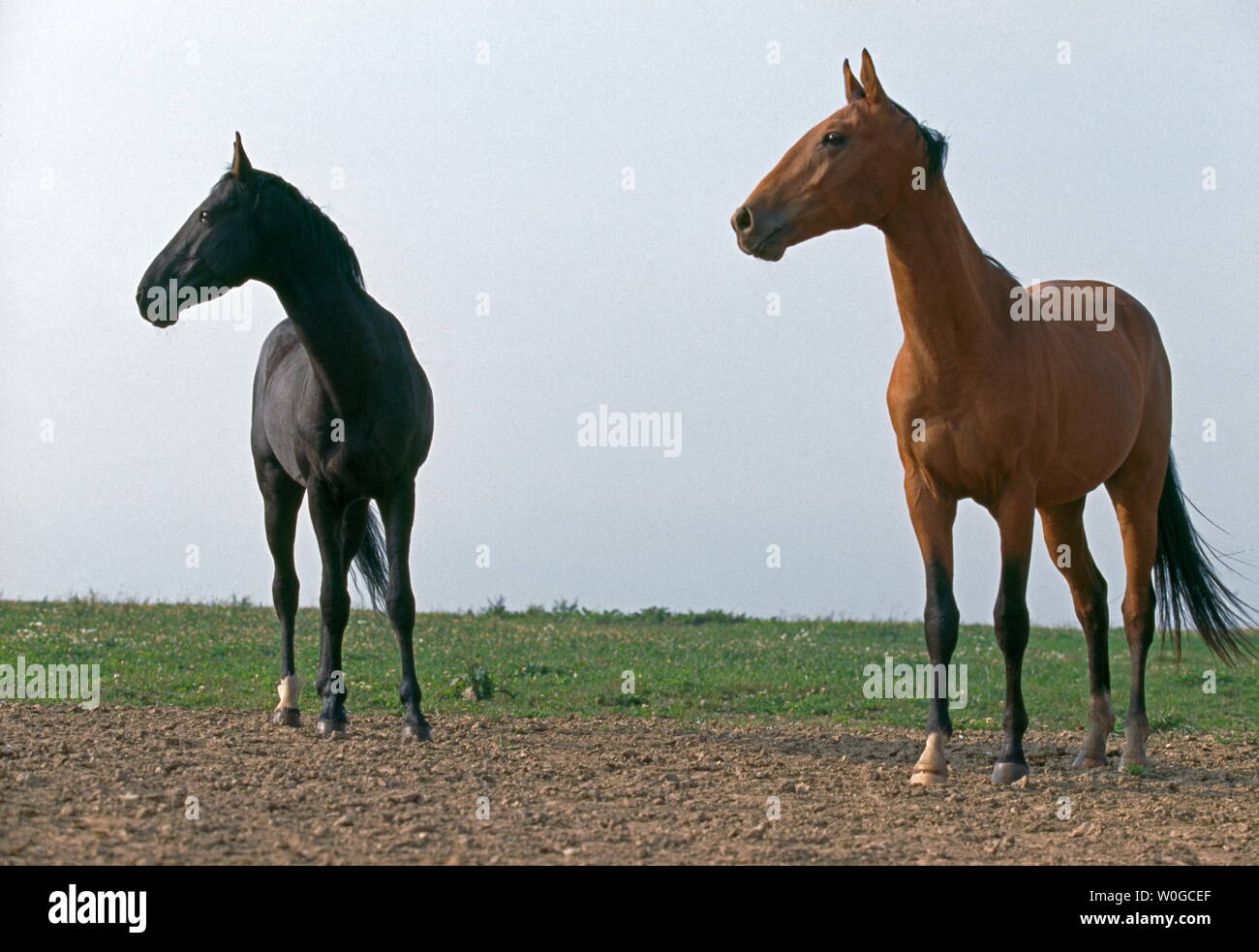 ACHAL TEKE HORSES Stock Photo