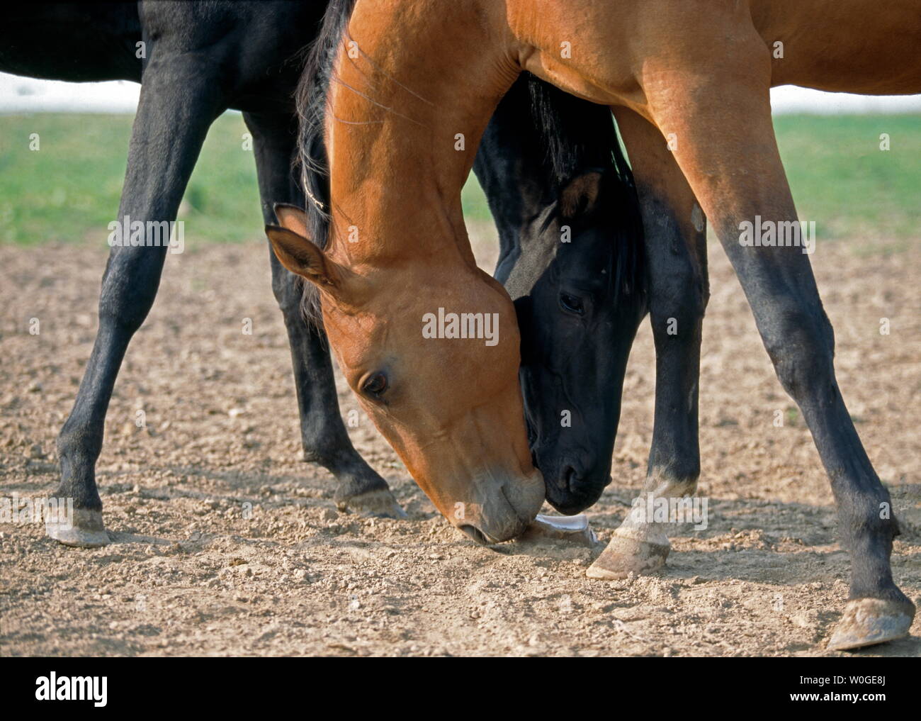ACHAL TEKE HORSES Stock Photo