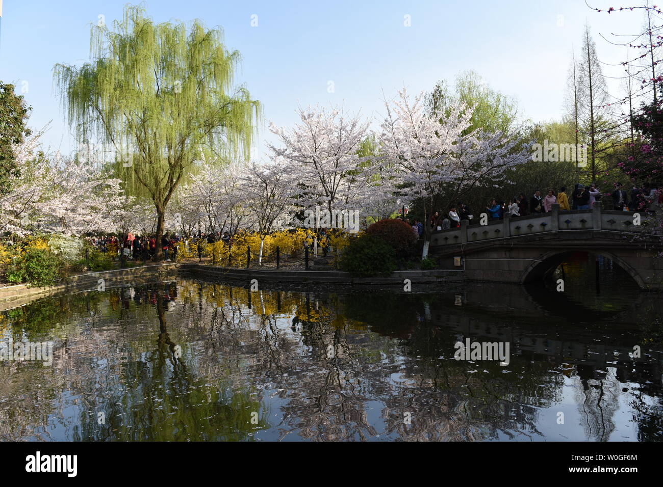 Cherry Blossom Season in Lu Xun Park, Shanghai Stock Photo