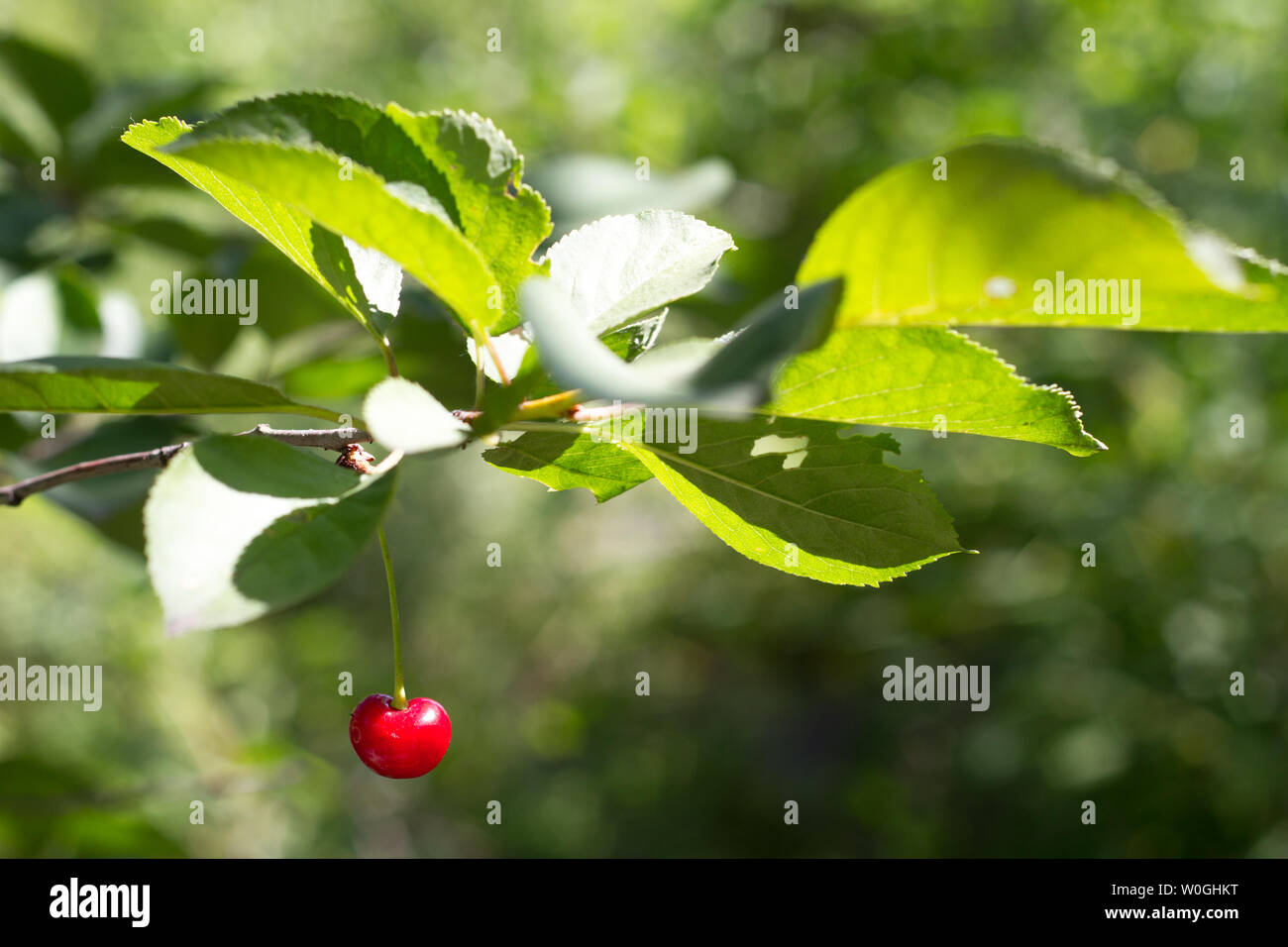 Closeup of one ripe red cherries on a branch over of garden, selective ...