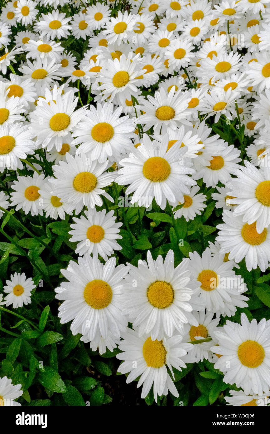 Shasta Daisies High Resolution Stock Photography And Images Alamy