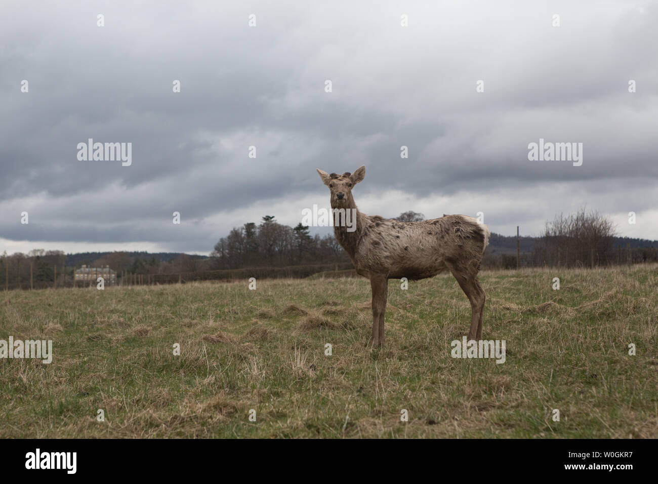 Red deer (Cervus elaphus) at the The Scottish Deer Centre, Bow of Fife, Cupar, Scotland. Stock Photo