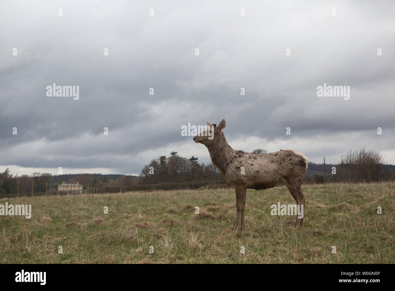 Red deer (Cervus elaphus) at the The Scottish Deer Centre, Bow of Fife, Cupar, Scotland. Stock Photo