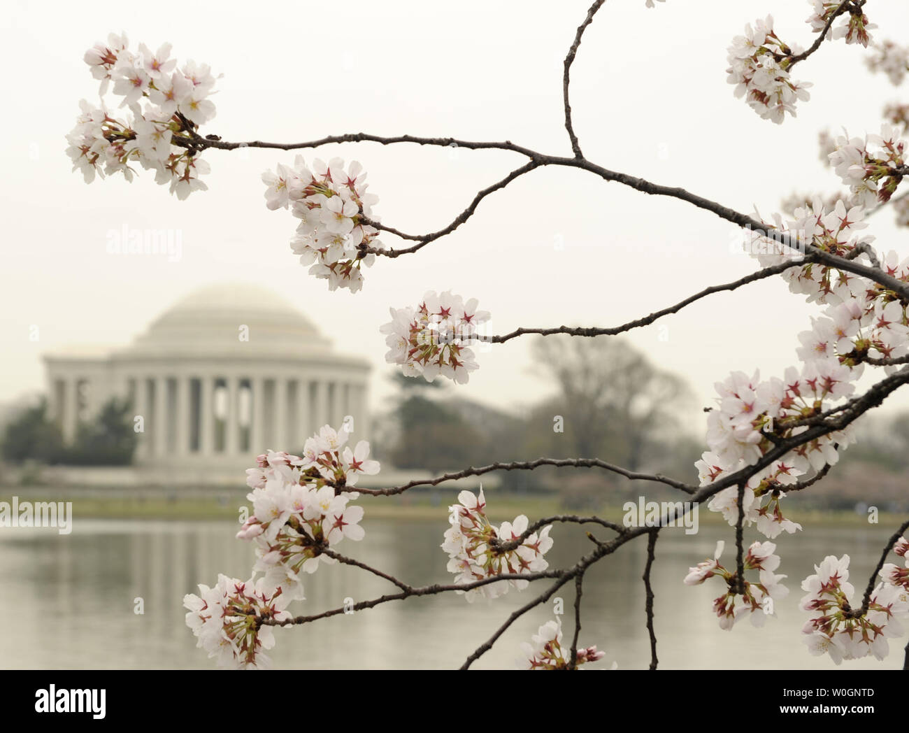 The Cherry Blossoms Along The Tidal Basin With The Jefferson Memorial In The Background Are Beginning To Bloom During Spring Like Weather In Washington Dc On March 16 12 The Trees A Gift The Cherry Blossoms Along The Tidal Basin With The Jefferson Memorial In The Background Are Beginning To Bloom During Spring Like Weather In Washington Dc On March 16 12 The Trees A Gift