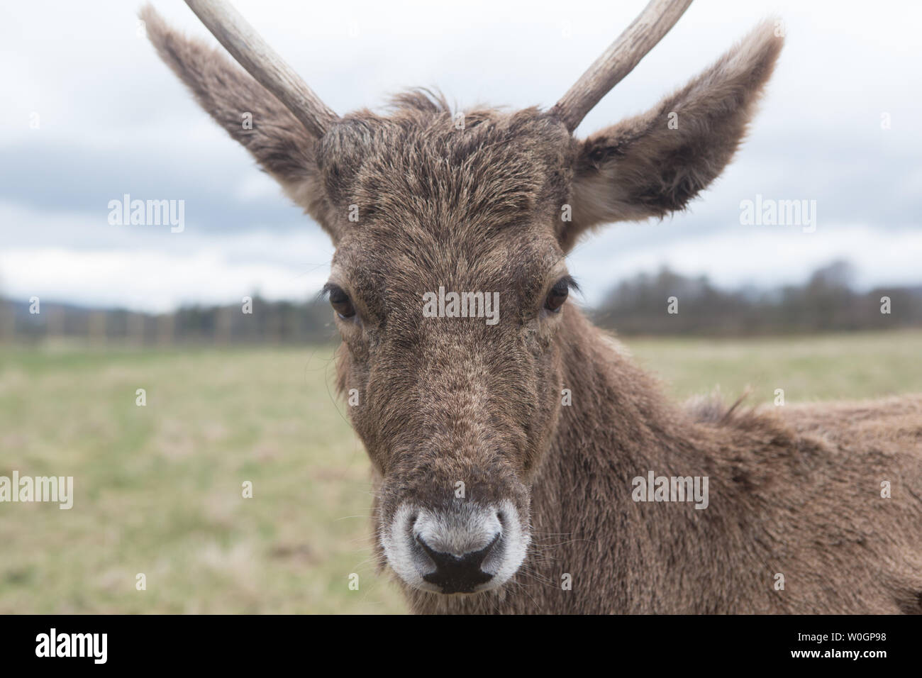 Red deer (Cervus elaphus) at the The Scottish Deer Centre, Bow of Fife