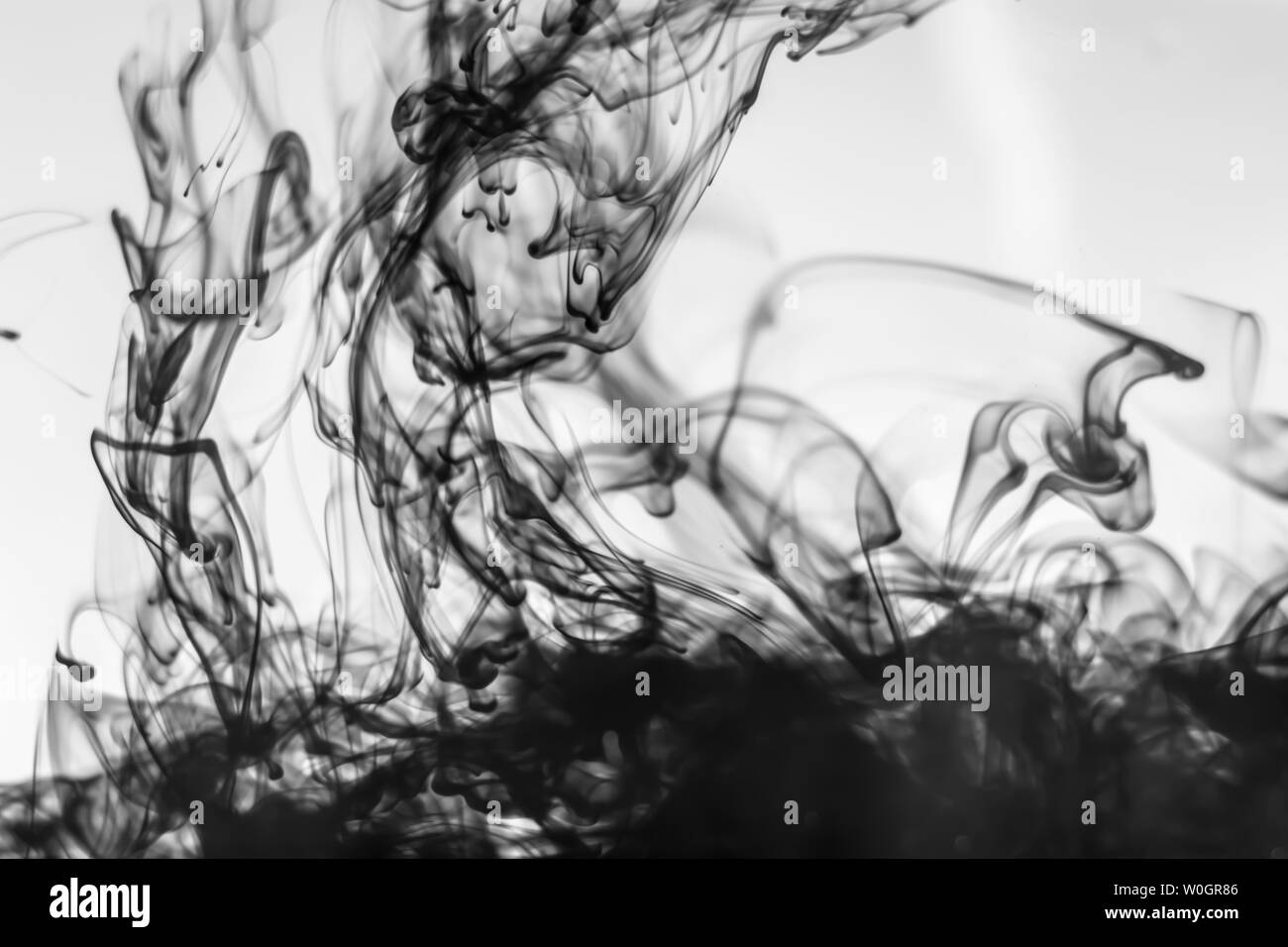 Black ink dropped into water isolated on white background. Ink flowed