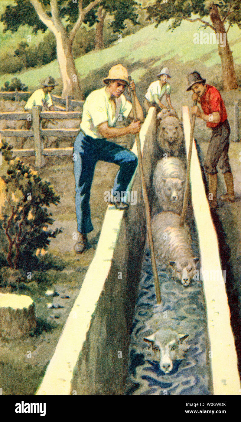 Plunge dipping sheep in New Zealand.  Sheep dipping is the immersion of the animals in water containing insecticides and fungicide.  From a contemporary print, c.1935. Stock Photo