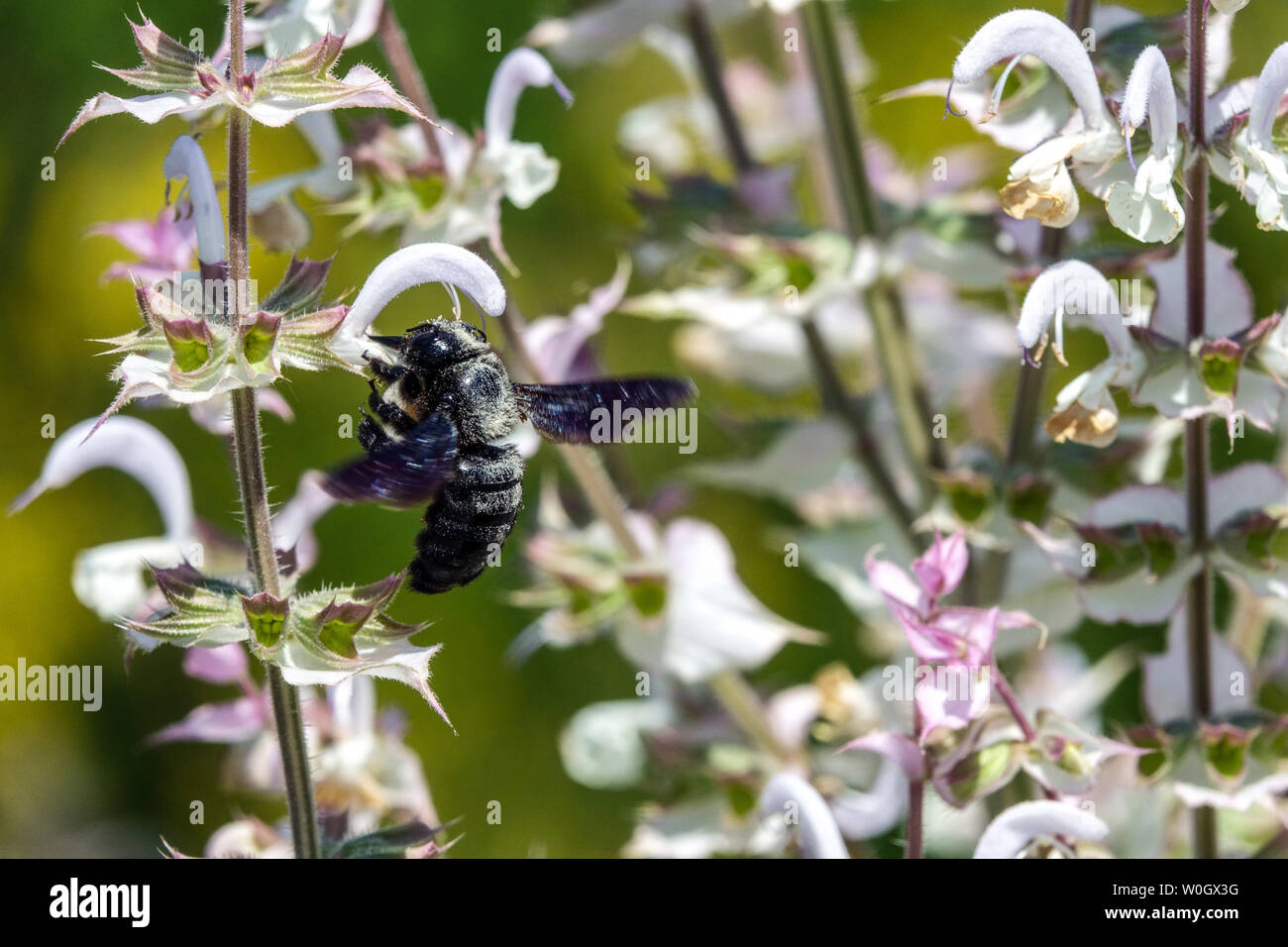 Large Violet Carpenter bee on flower Xylocopa on Salvia sclarea Stock Photo