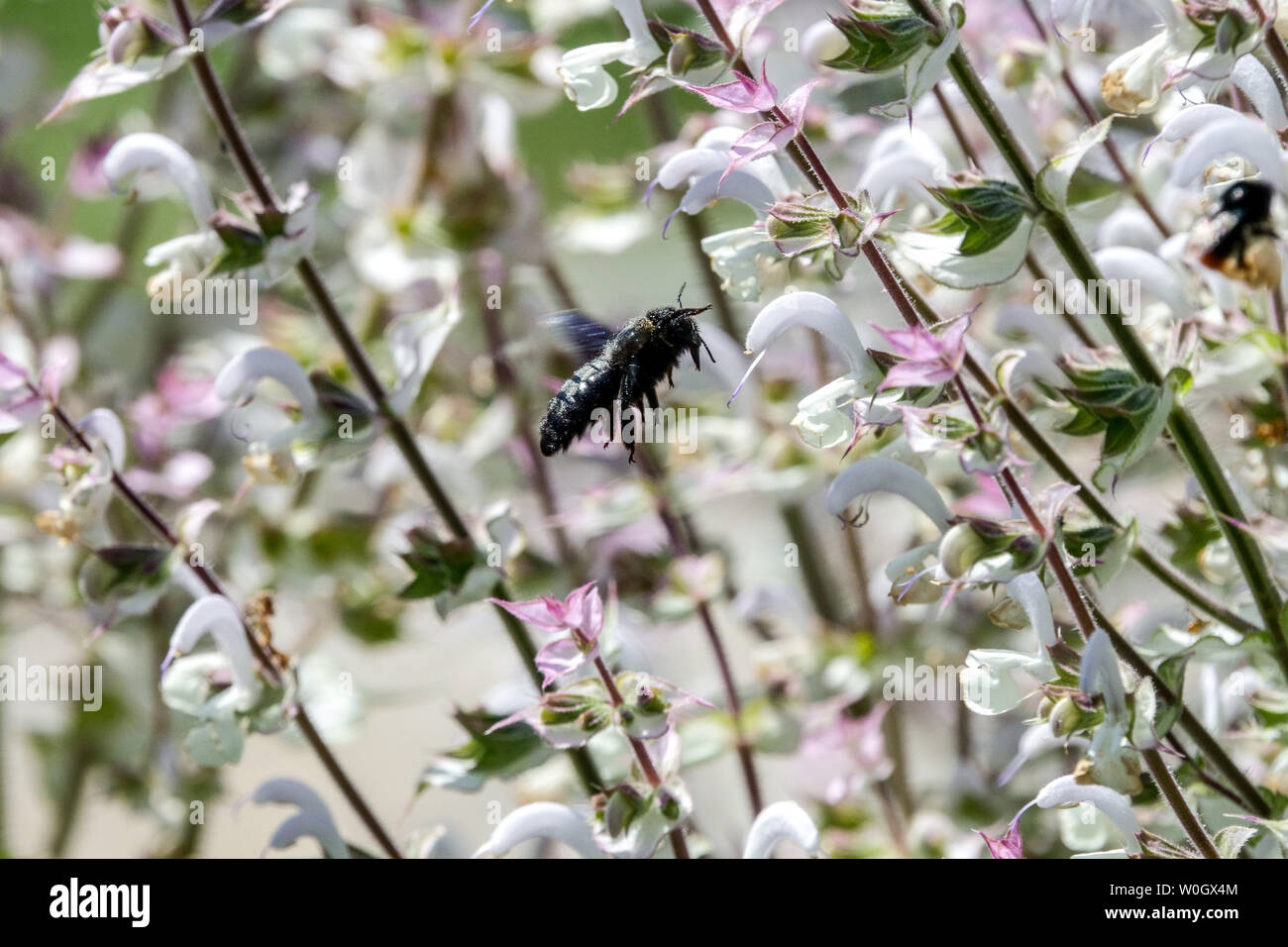 Large Violet Carpenter bee flying, Xylocopa on Salvia sclarea Stock Photo