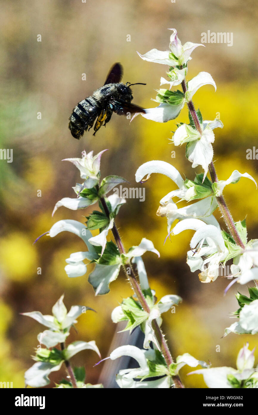 Large Violet carpenter bee Flying Xylocopa violacea on Salvia sclarea Flower Bee Foraging June Garden Sage Salvia Wildlife Insect Flying Bee friendly Stock Photo