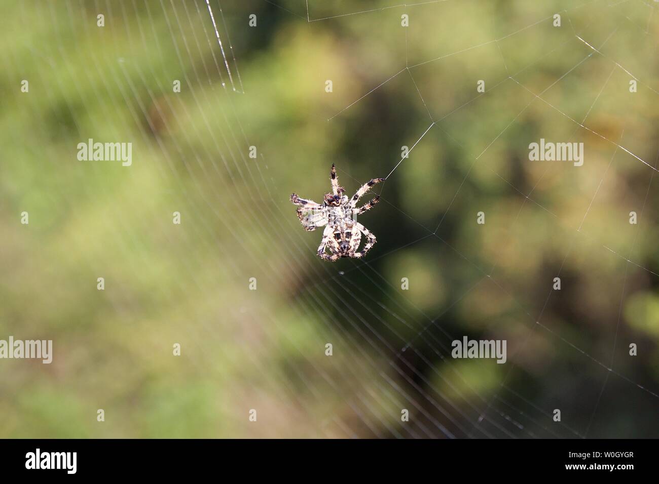 Closeup view from bellow small hairy spider in nature spins a web to catch insects. Blurred background of green plants shrubs and trees in a forest Stock Photo
