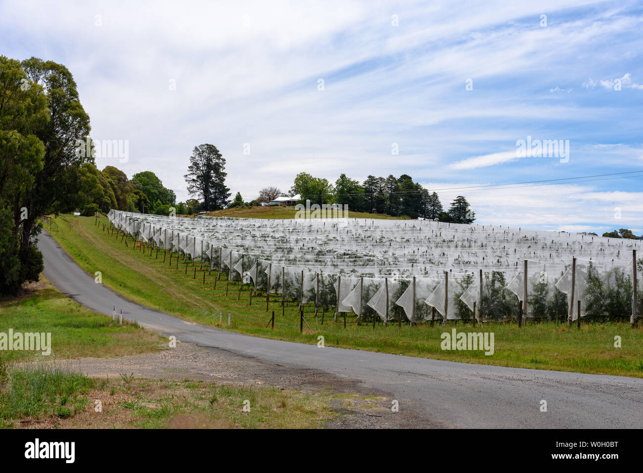 Rows of apple trees covered with netting in Batlow, Australia Stock