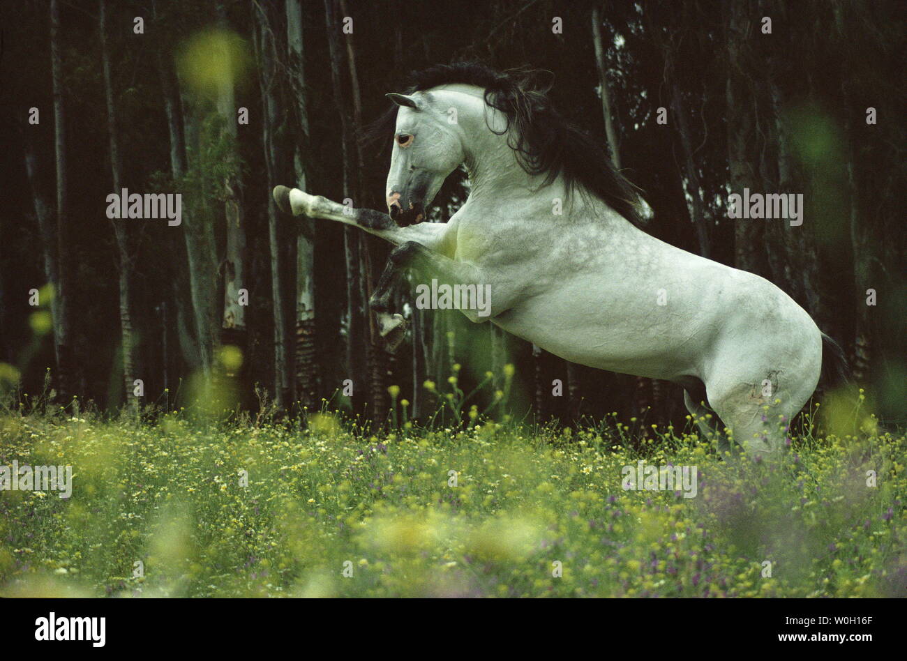 Andalusian stallion in the desert hi-res stock photography and images ...