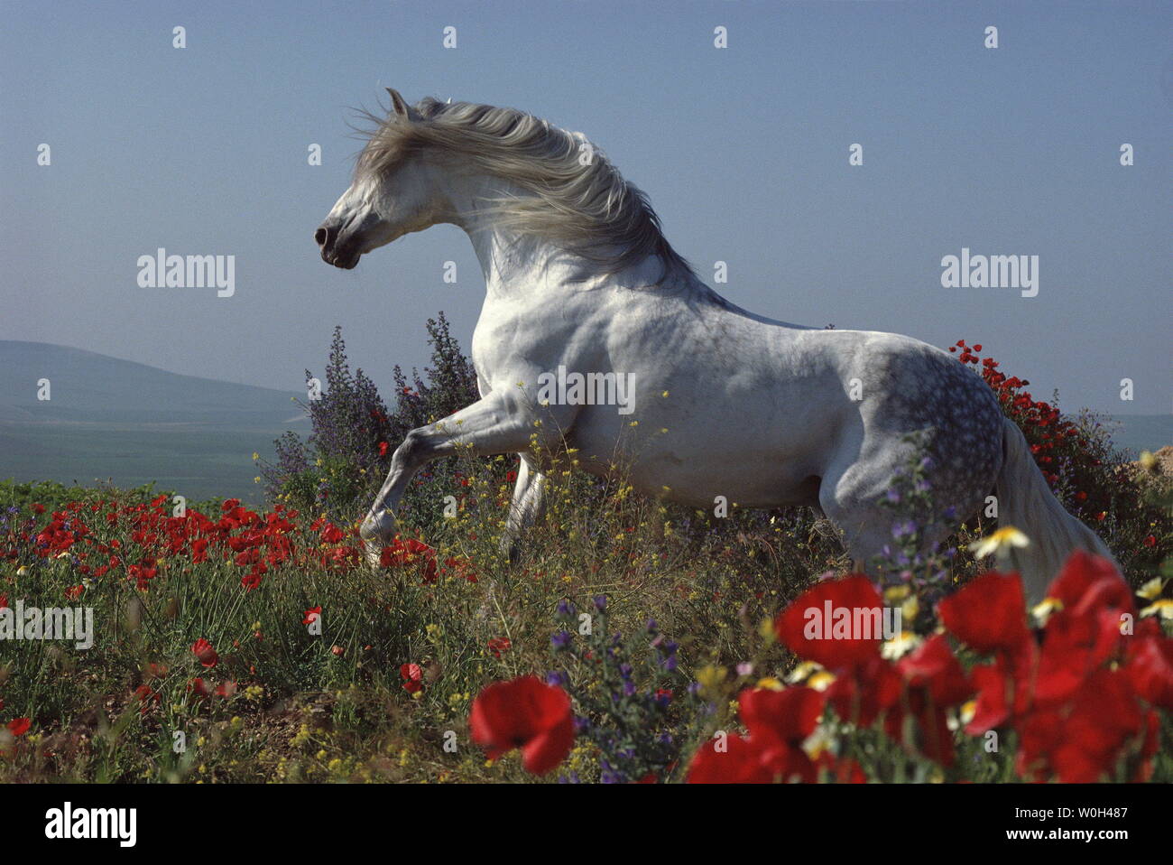 Andalusian Horses In Flower High Resolution Stock Photography and ...